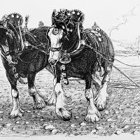 Pair of Shire Horses 5